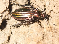 Carabus lineatus lateralis