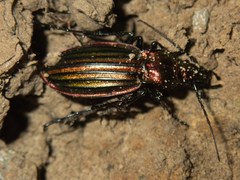 Carabus lineatus lateralis