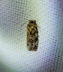 Phaecasiophora confixana