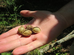 Carya myristiciformis