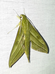Xylophanes crotonis