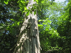 Carya myristiciformis