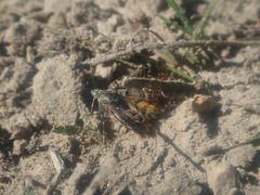 Arctesthes catapyrrha