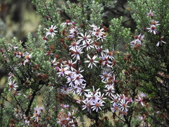 Diplostephium hartwegii