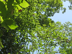 Carya myristiciformis