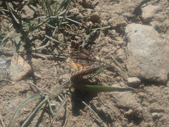 Arctesthes catapyrrha