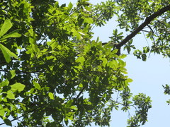 Carya myristiciformis