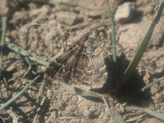 Arctesthes catapyrrha