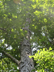 Carya myristiciformis