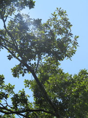 Carya myristiciformis