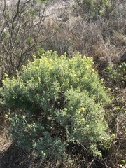 Castilleja grisea