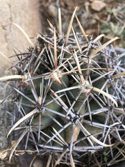 Coryphantha robustispina robustispina