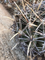 Coryphantha robustispina robustispina