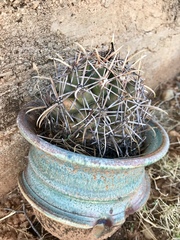 Coryphantha robustispina robustispina