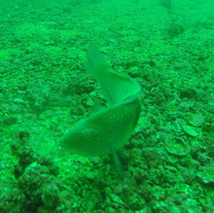 Halichoeres nicholsi