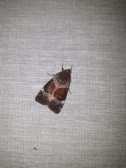 Hampsonodes mastoides