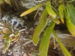 Carmichaelia corrugata
