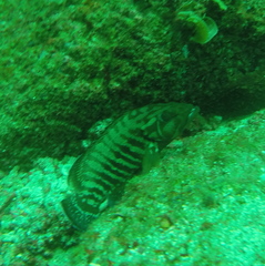 Cephalopholis panamensis