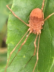 Rilaena