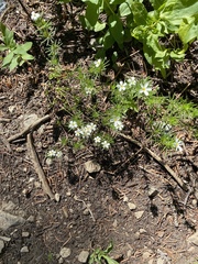 Leptosiphon nuttallii