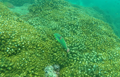 Halichoeres chierchiae