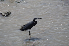 Egretta gularis