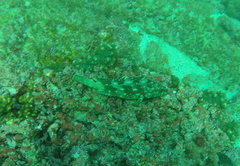 Epinephelus labriformis