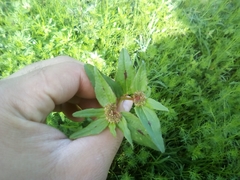 Euphorbia nocens