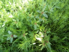 Euphorbia nocens