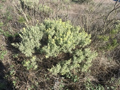 Castilleja grisea