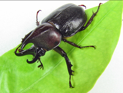 Aegopsis curvicornis