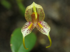 Masdevallia amanda