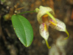 Masdevallia amanda