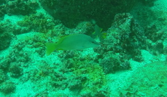 Lutjanus argentiventris