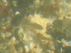 Cymatogaster aggregata