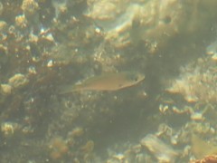 Cymatogaster aggregata