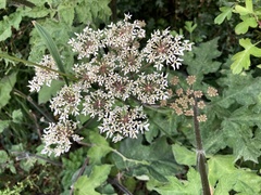 Heracleum sphondylium