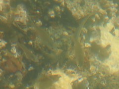 Cymatogaster aggregata