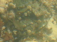 Cymatogaster aggregata