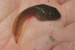 Lithobates palustris