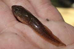 Lithobates palustris