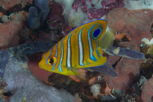 Regal Angelfish