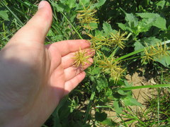 Cyperus esculentus leptostachyus