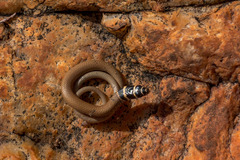 Delma desmosa