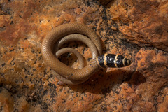 Delma desmosa