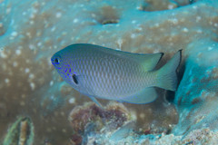 Pomacentrus nigromarginatus
