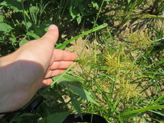 Cyperus esculentus leptostachyus