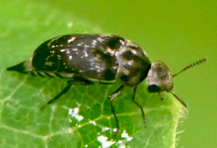 Mordella marginata