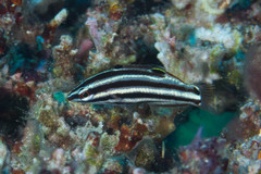 Halichoeres prosopeion