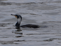Phalacrocorax carbo